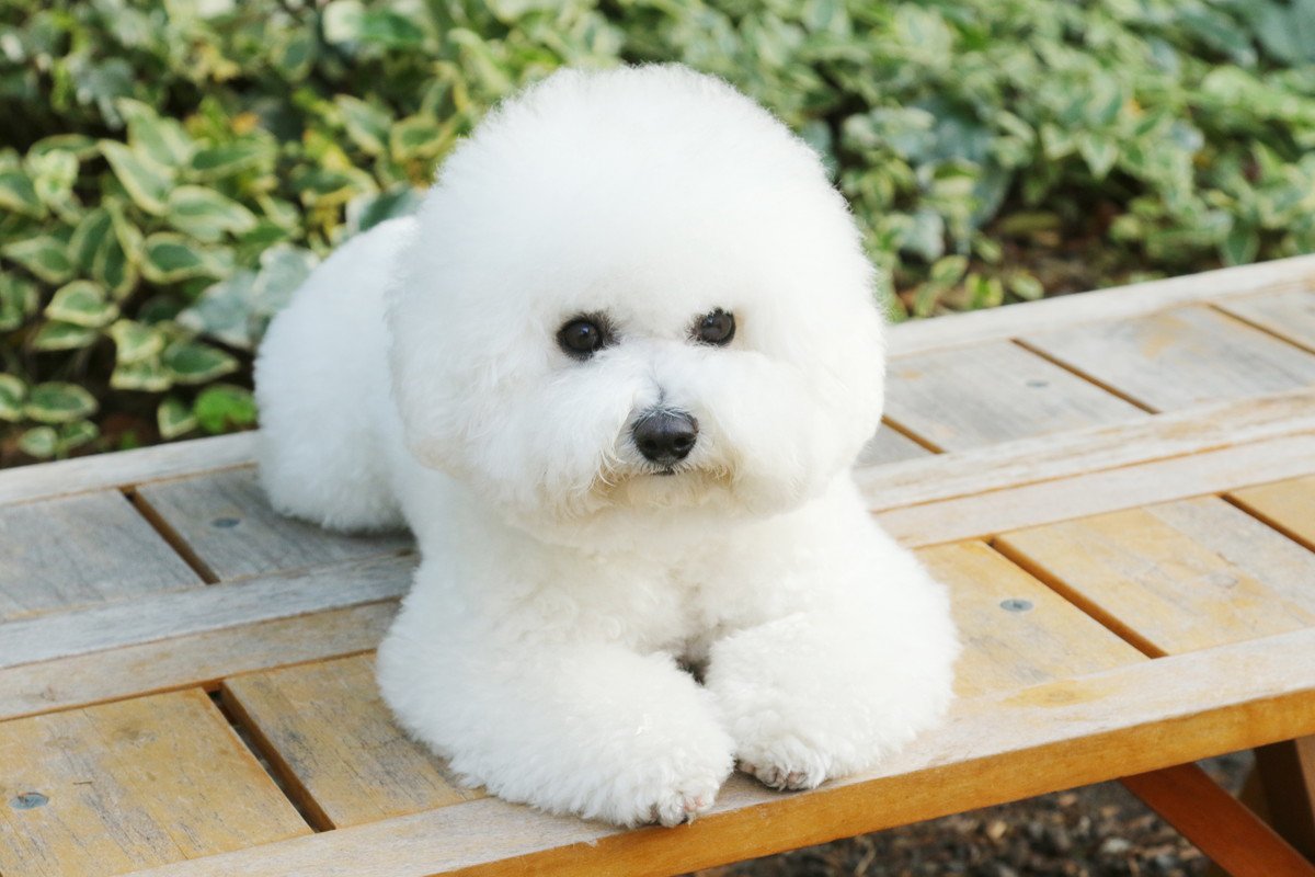 Bichon Frise Dog Breed Information and Characteristics | Japanese Dog ...