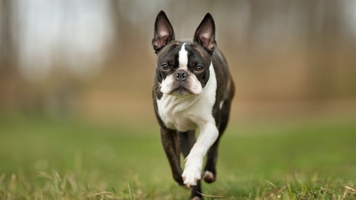 Boston Terrier Dog Breed Information And Characteristics 