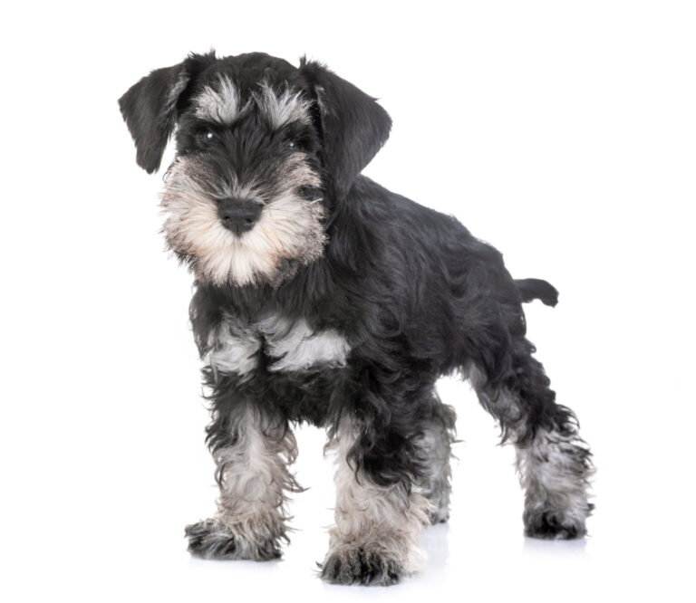 Miniature Schnauzer Dog Breed Information and Characteristics ...