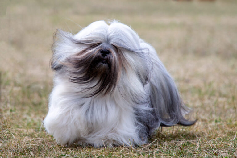 Lhasa Apso Rabbit Lhasa Apso Dog Breed Information and Characteristics | Japanese Dog ...